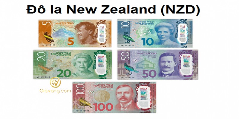 Đổi tiền New Zealand. Hình minh họa tiền giấy