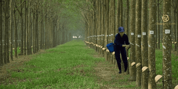 Biểu đồ giá cổ phiếu HRC. Sơ lược về công ty cổ phần Cao su Hòa Bình 3 Cổ phiếu HRC