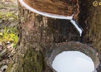 Cổ phiếu RBC hôm nay - Giới thiệu về CTCP Công nghiệp và xuất nhập khẩu cao su