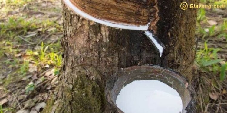 Cổ phiếu RBC hôm nay - Giới thiệu về CTCP Công nghiệp và xuất nhập khẩu cao su